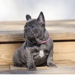 French Bulldogs from Ingram Ranch Frenchies