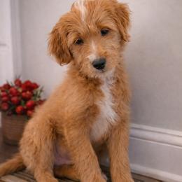 Goldendoodle Puppies from Skye Blue Goldendoodles