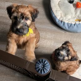 Soft Coated Wheaten Terriers from Timberlane