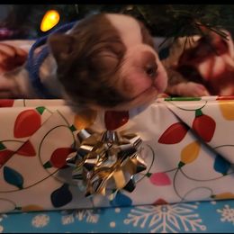 Eddie - Red male Boston Terrier puppy in Lexington, Indiana from NanzBostz