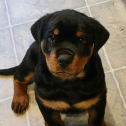 Boy 1 - Black and mahogany male Rottweiler puppy in Snohomish, Washington from Sky Valley Rottweilers