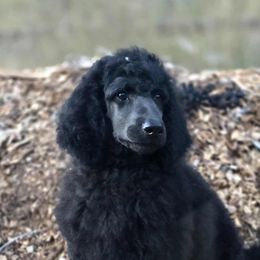 Rupert - Blue male Poodle puppy in Springfield, Oregon from Valaurah Farms