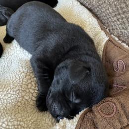 Male 6 - Black male Labrador Retriever puppy in Deltaville, Virginia from Holyoke Kennel