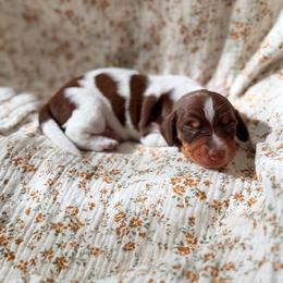 Dachshund Puppies from Drift & Dash Dachshunds