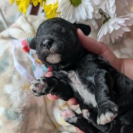 Indigo - Black male Goldendoodle puppy in Camden, North Carolina from Oopsie Doodles of NC