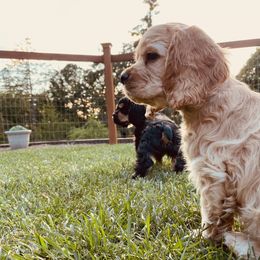 Cocker Spaniel Puppies from Hilltop Cockers