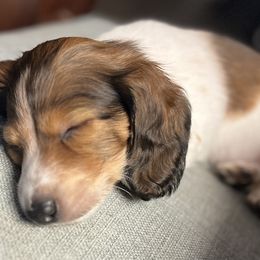 Dachshunds from Kaitlynn's Dachshunds