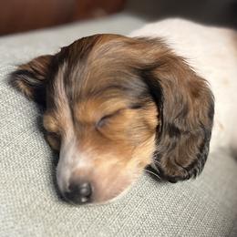 Dachshunds from Kaitlynn's Dachshunds