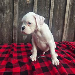Brock - White male Boxer puppy in Preston, Maryland from Katie's Pups