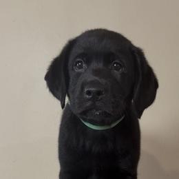 Green Boy - Black male Labrador Retriever puppy in North Pole, Alaska from Mulberry Retrievers
