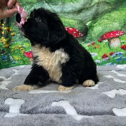 Girl Irish - Black female Newfoundland puppy in Squaw Valley, California from Bear Mountain