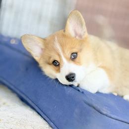 Sammy - Red male Pembroke Welsh Corgi puppy in Inola, Oklahoma from Pine Lane Pembrokes