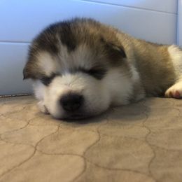 Alaskan Malamute Puppies from Sigma Alaskan Malamutes