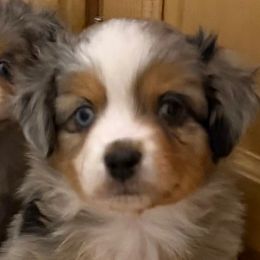Sage - Blue merle female Toy Australian Shepherd puppy in Arrington, Tennessee from Tumblin T Aussies and Aussiedoodles