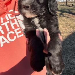Boy 5 yellow collar - Black and white male Sheepadoodle puppy in Eleva, Wisconsin from Molly’s Doodles
