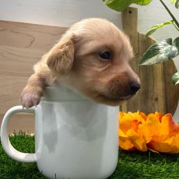 Dapple Cream female - 5000 - Dapple female Dachshund puppy in Apopka, Florida from The HotDog Stand