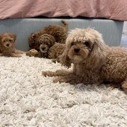 Poodle Puppies from Sealy Toy Poodles