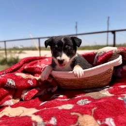 Calamity - Tri-color female Border Collie puppy in Odessa, Texas from High Velocity Stockdogs
