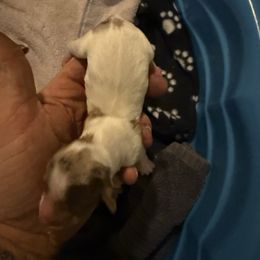 Girl 2 - Chocolate and tan female Dachshund puppy in Paisley, Florida from Pantheon Dachshunds