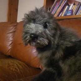 Georgia - Blue merle female Bernedoodle puppy in Boise, Idaho from Nesting Dolls