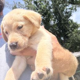 Red Collar - Yellow male Labrador Retriever puppy in Swainsboro, Georgia from Matthew's Labrador Retrievers