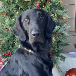 Jim Cantore - Flat-Coated Retriever