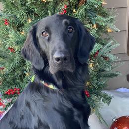 Jim Cantore - Flat-Coated Retriever