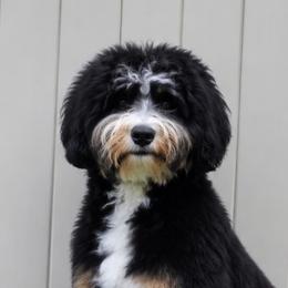 Elroy - Bernedoodle