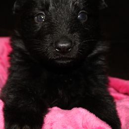 German Shepherd Puppies from Rain's Legacy German Shepherds