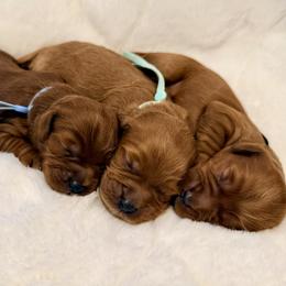 Boy 3 - Red  male Goldendoodle puppy in Conway, South Carolina from Cotton Country Doodles