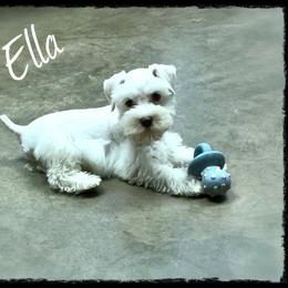 Miniature Schnauzer Puppies from Mrs Bs Teeny Schnauzers & Doodles