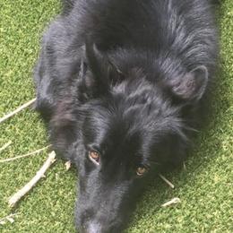 German Shepherds from Irina Viirand