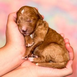 Peaches - Red  female Goldendoodle puppy in Kissimmee, Florida from Poodle Doodle Kennels