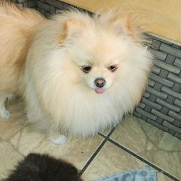 Asher - Pomeranian