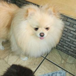 Asher - Pomeranian