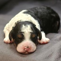 Denver - Tri-color male Cavapoo puppy in Glendale, Arizona from Cool Cavapoos