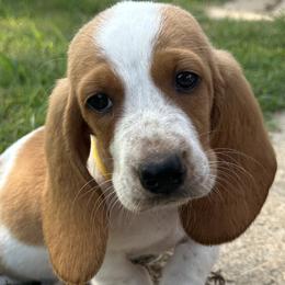 Basset Hounds and Dachshunds from Heyliger Hounds