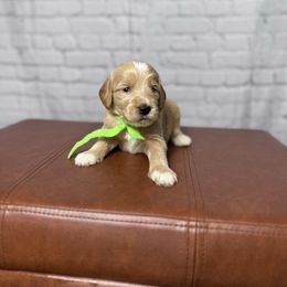 Green collar male - Apricot male Goldendoodle puppy in Piedmont, South Carolina from The Farm at Saluda Ridge