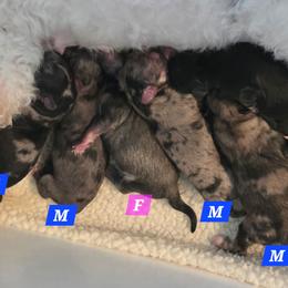 Merle male 4 - Blue brindle male Havapoo puppy in Medina, Ohio from Momma's Minis