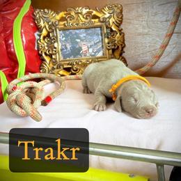Trakr - Silver gray male Weimaraner puppy in Talking Rock, Georgia from North Georgia Weims