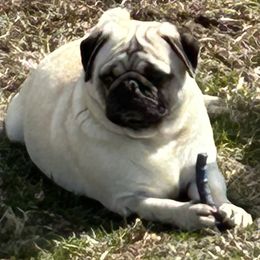 Vicky - Pug