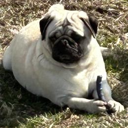 Vicky - Pug