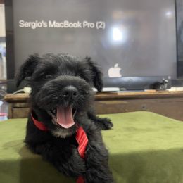 Enzo- Red Collar Boy - Black male Miniature Schnauzer puppy in San Diego, California from KMS-Miniature Schnauzers