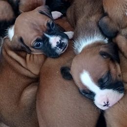 Boxers and Goldendoodles from PuppyLove