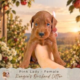 Pink Lady - Red  female Goldendoodle puppy in Norcross, Georgia from Teddy Puppies