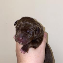 Girl 1 - Chocolate female Great Dane puppy in Spartanburg, South Carolina from Pawlmetto Danes