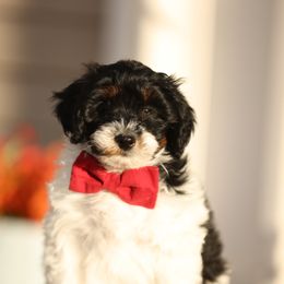Holstein - male Australian Mountain Doodle puppy in Spanish Fork, Utah from Little Puppy Co.
