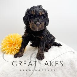 Clover - Phantom male Bernedoodle puppy in Baroda, Michigan from Great Lakes Bernedoodles