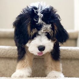 Bernedoodles from Puptown Bernedoodles