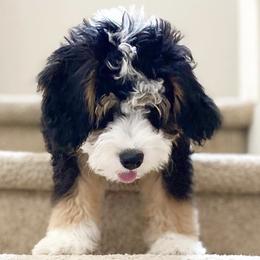 Bernedoodles from Puptown Bernedoodles